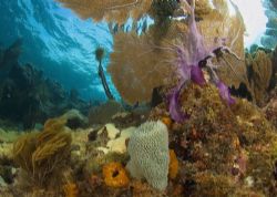 Reef scene. D70, fisheye lens, two strobes. Marathon Key,... by David Heidemann 